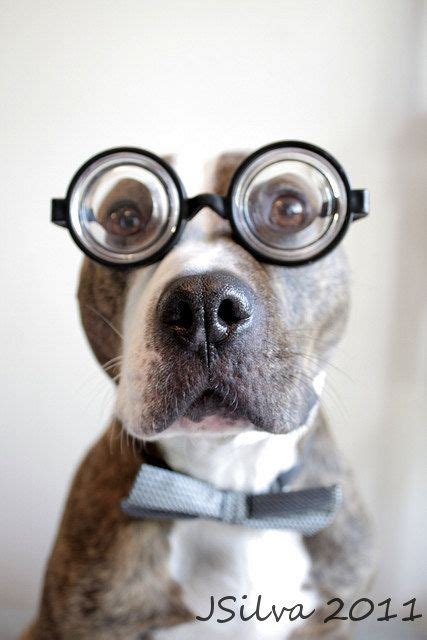 pitbull with glasses